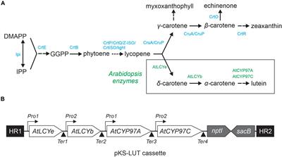 Introduction of the Carotenoid Biosynthesis α-Branch Into Synechocystis sp. PCC 6803 for Lutein Production